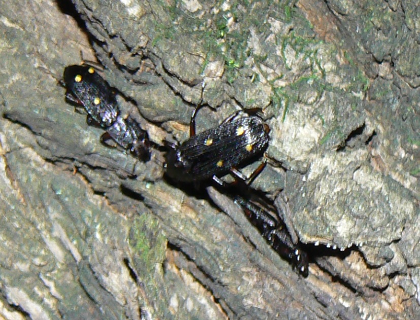 やなぎの枝先_幹に辿って降りたところにヨツボシオオキスイ_2021年6月28日20時40分頃 気温25度